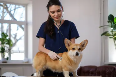 Visite chez le veterinaire