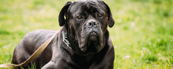 Cane Corso