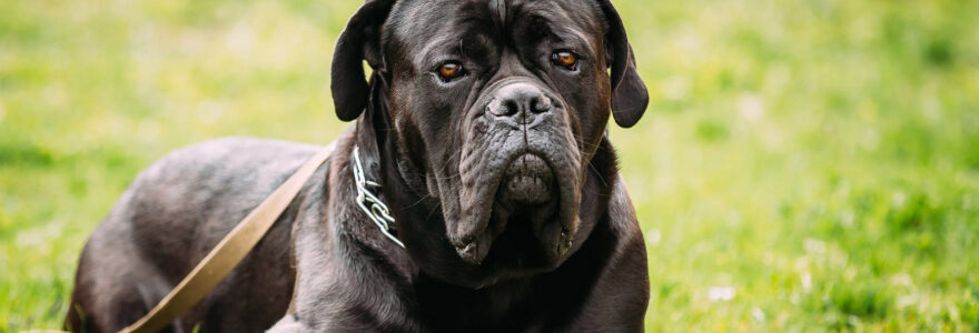 Cane Corso