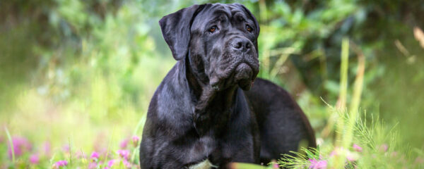 Cane Corso