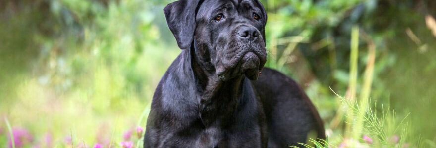 Cane Corso